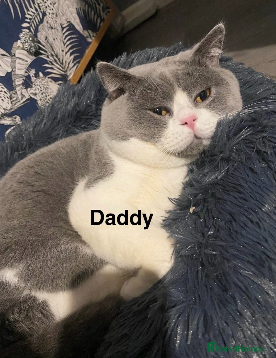 Scottish Fold cats for sale: Available Girl - Last Girl Champion Line READY 😻🥇🏆 - Image 8