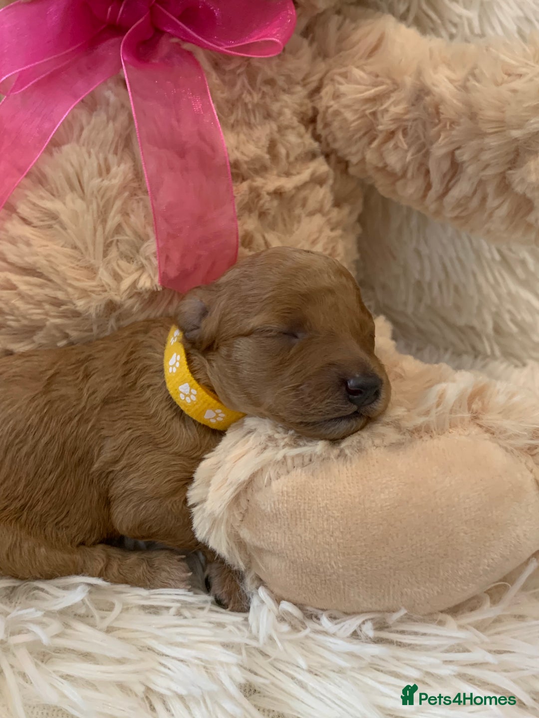 Poochon dogs for sale: Beautiful Poochon Puppies 🐾 - Image 18