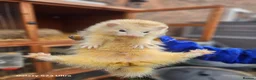 Ferret rodents for sale: Entire hob - Advert 3