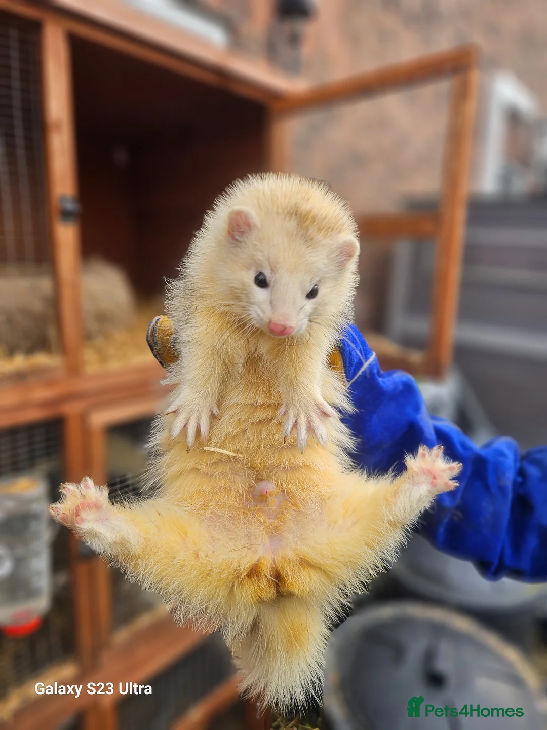 Ferret rodents for sale: Entire hob - Advert 3