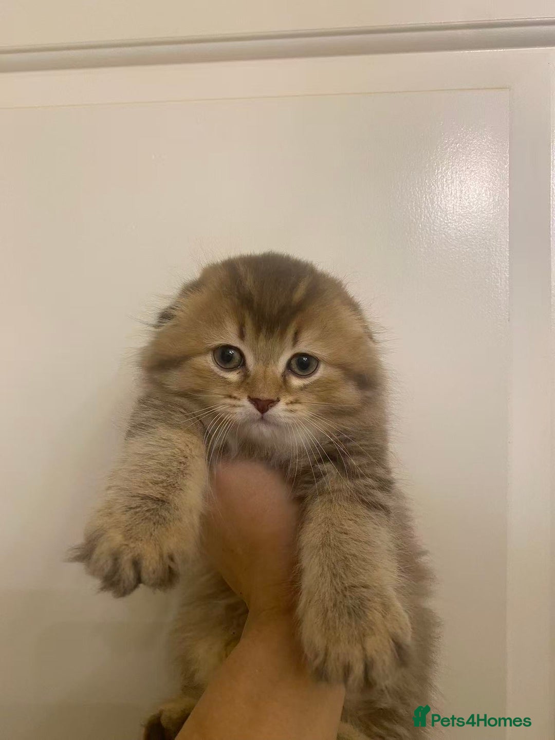 Scottish Fold cats for sale: Stunning Scottish fold kittens are ready - Advert 4