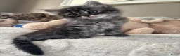 Mixed Breed cats for sale: The cutest  kittens ready to find a loving home  - Advert 3