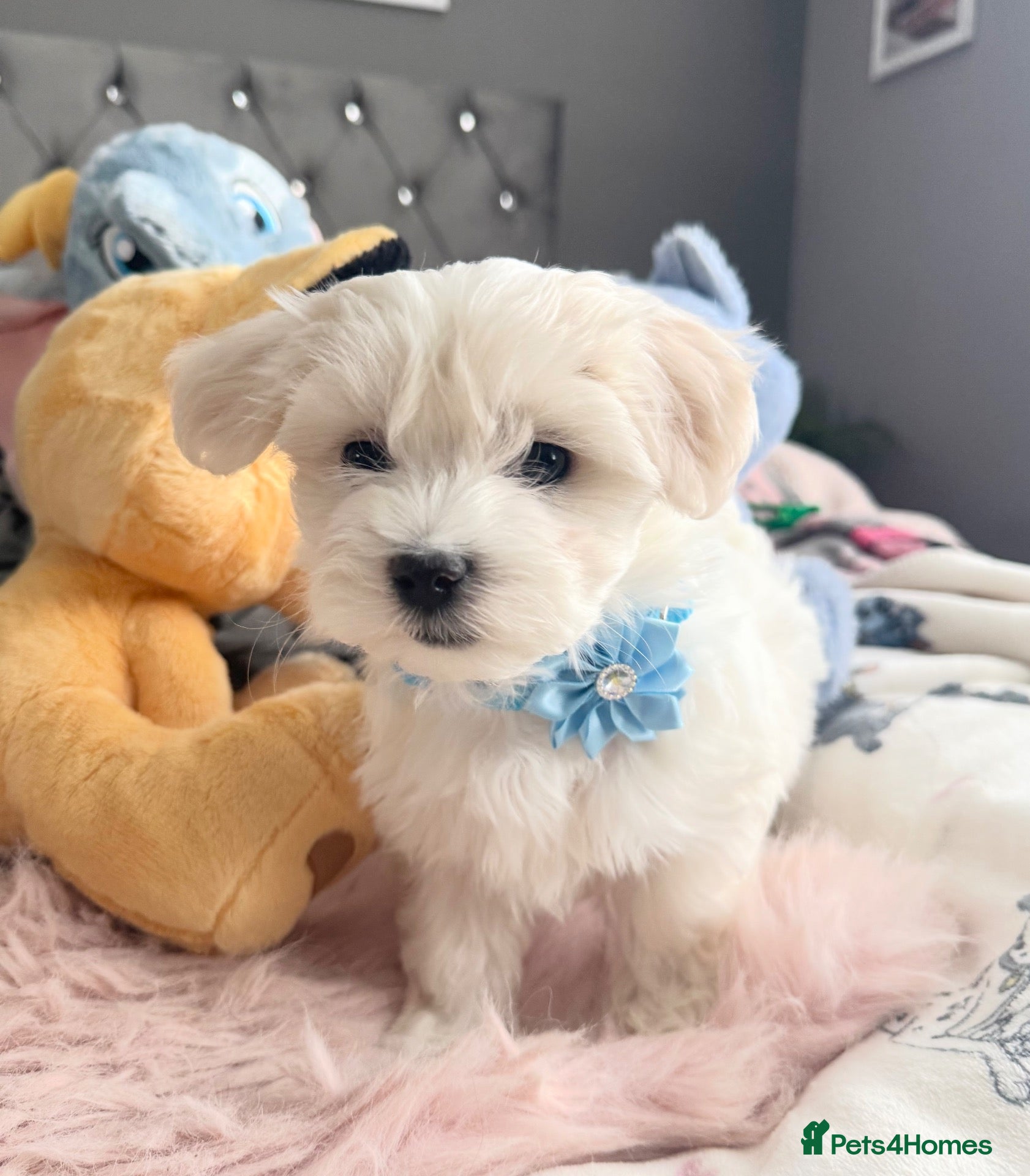 Maltese dogs for sale: 3 BEAUTIFUL KOREAN MALTESE PUPPES LEFT - Advert 14