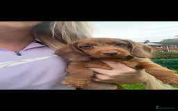 Miniature Dachshund dogs for sale: Long hair miniature female  - Image 14