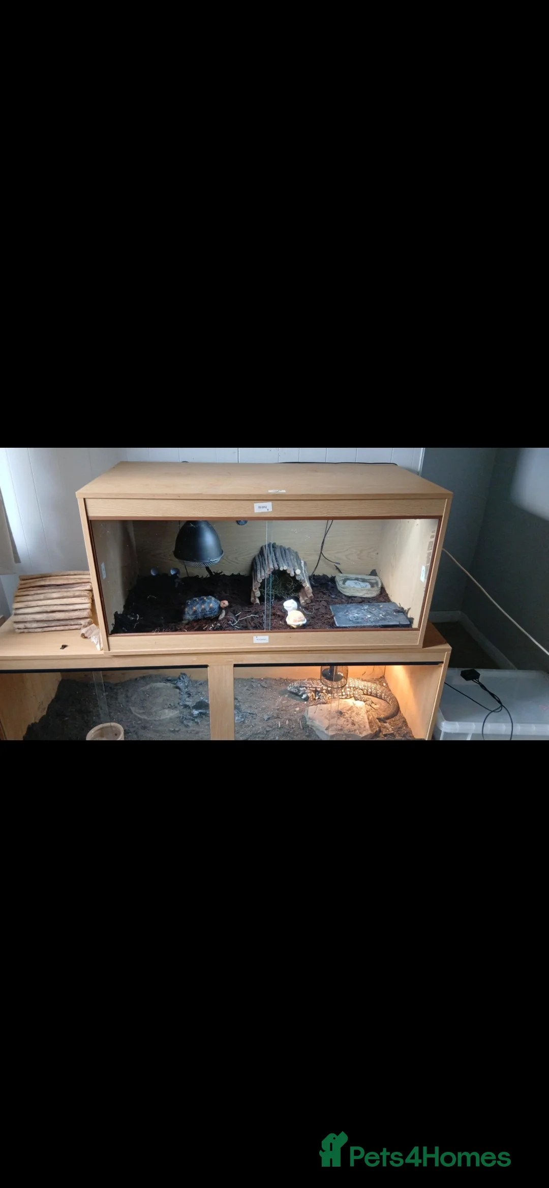 Tortoise reptiles for sale: Red footed tortoise  - Advert 4