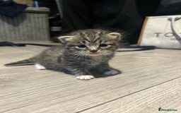 Persian cats for sale: Beautiful Persian kittens / 1 mixed breed  - Image 11