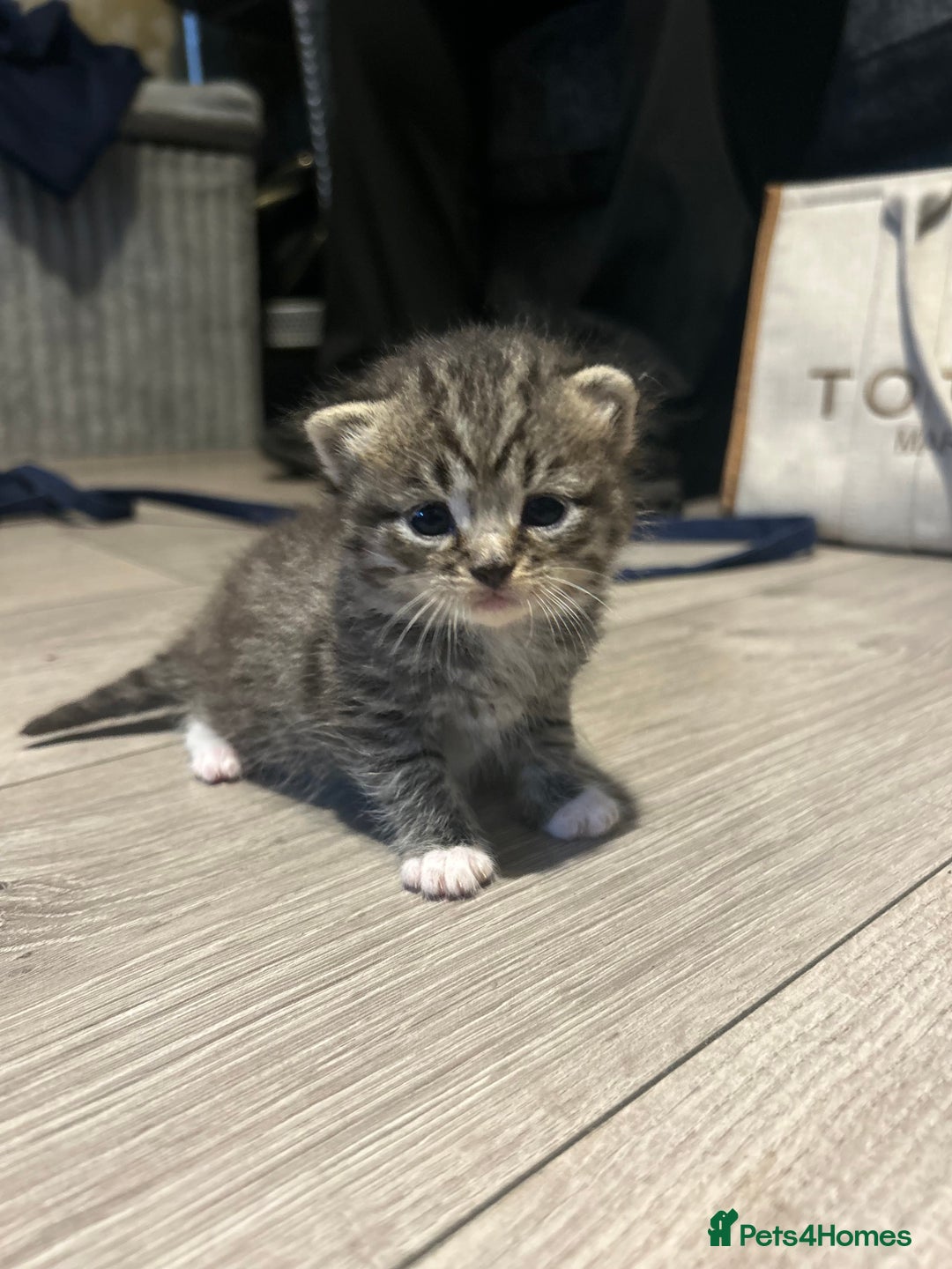 Persian cats for sale: Beautiful Persian kittens / 1 mixed breed  - Image 11