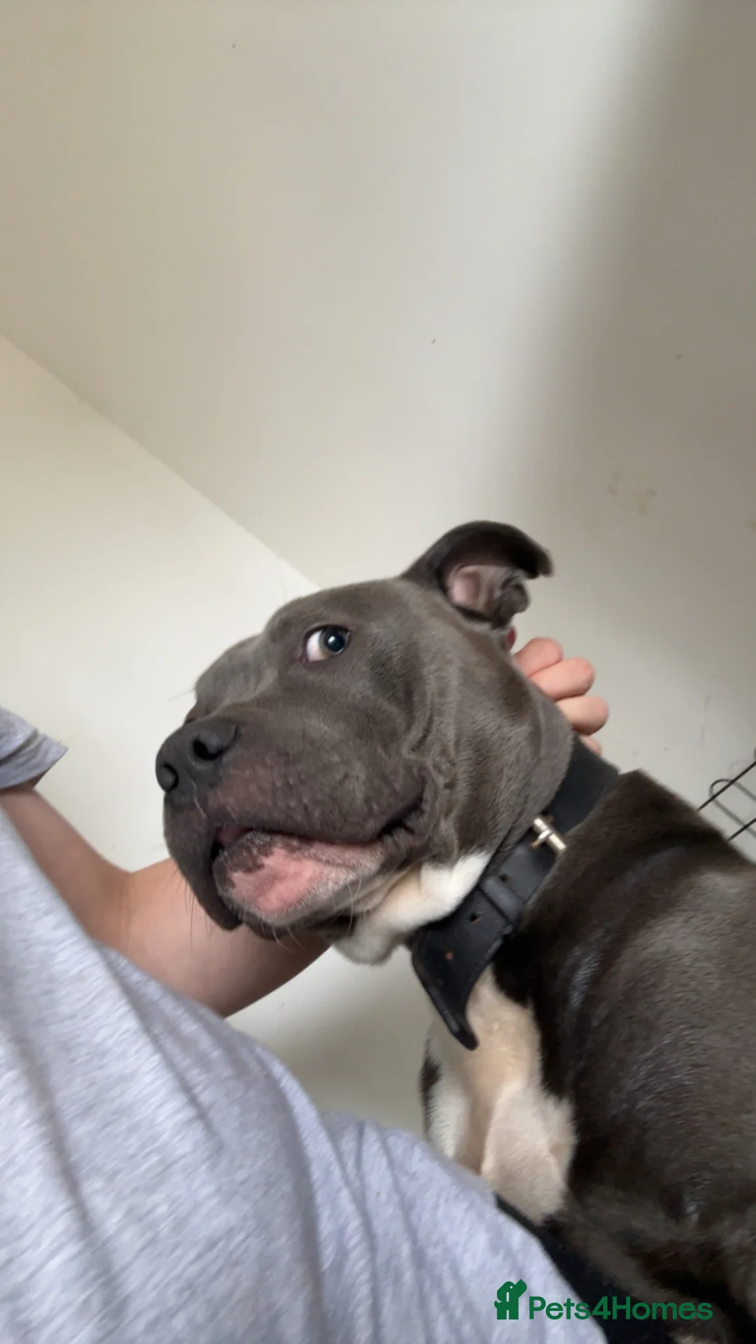 American Bull Staffy dogs for sale: Bluey is looking for his forever home  in Gloucester - Advert 2
