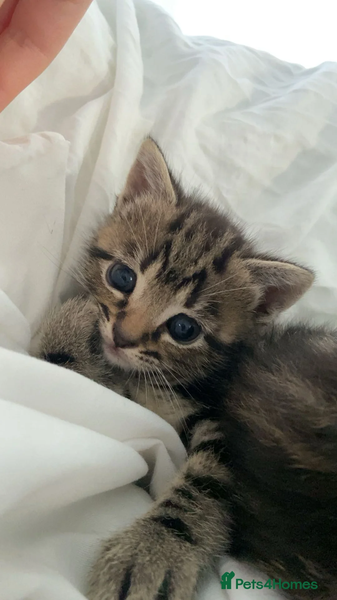 Domestic Shorthair cats for sale: domestic short hair kitten in Swindon - Advert 2