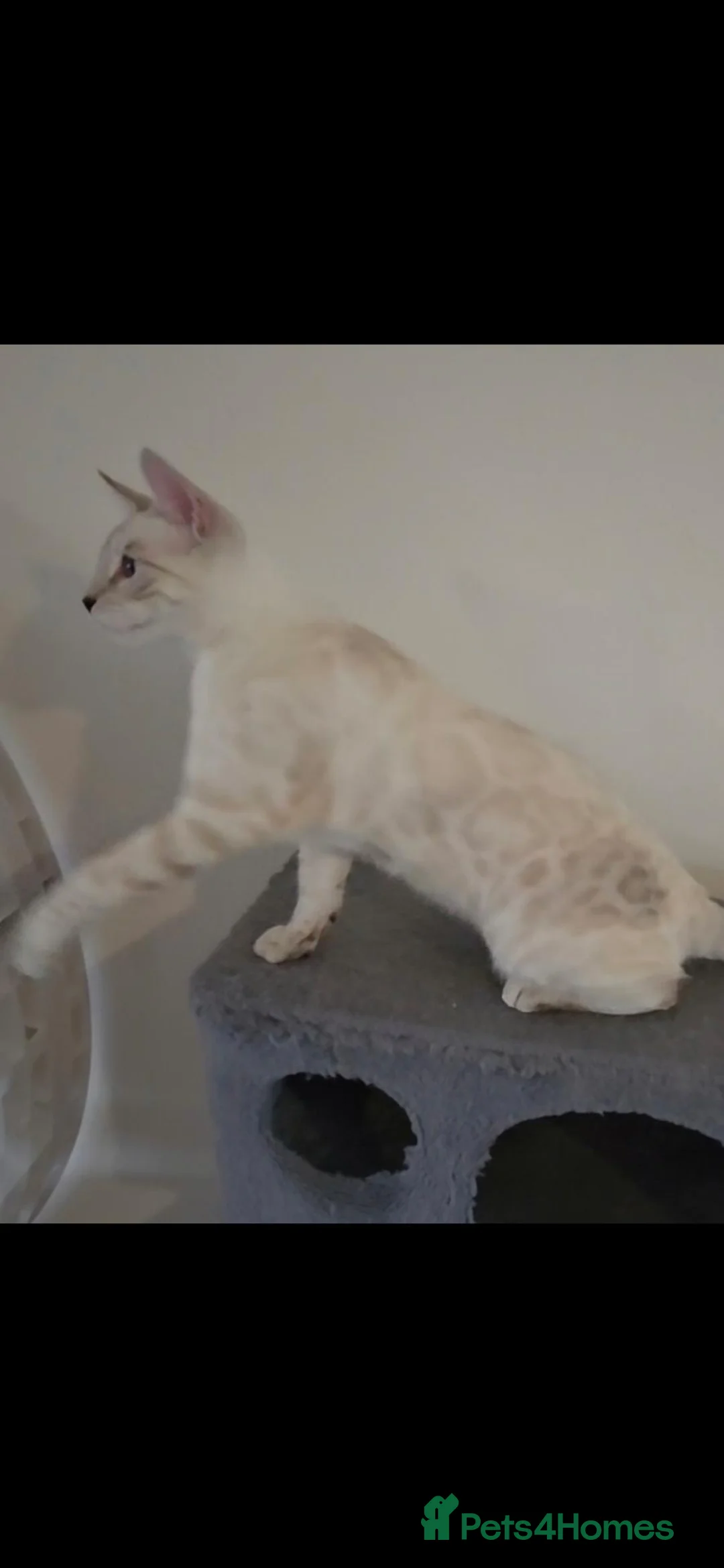 Bengal cats for sale: Outstanding Tica Show quality bengal kitten - Advert 2