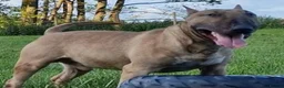 English Bull Terrier dogs for sale: Top Quality Heath checked champions lines  - Advert 9