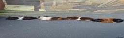 Guinea Pig rodents for sale: Mixed guinea pigs for sale - Advert 7