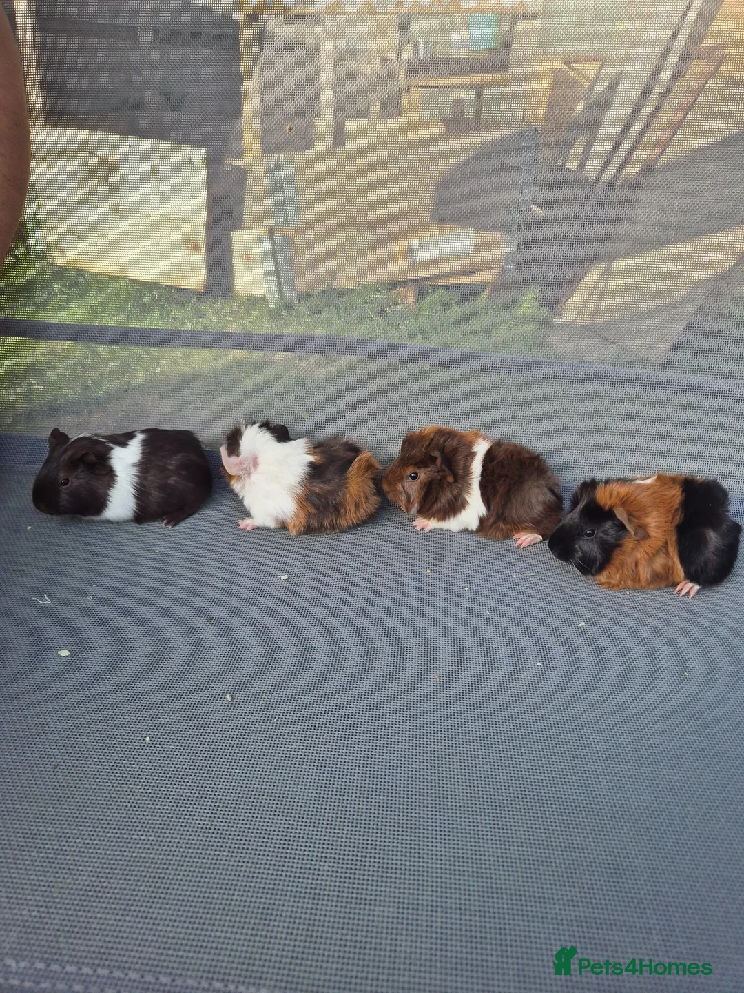 Guinea Pig rodents for sale: Mixed guinea pigs for sale - Advert 7