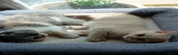 British Shorthair cats for sale: Gorgeous British short-hair kittens  - Advert 13