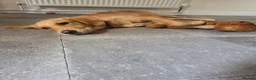 Golden Retriever dogs for sale: Golden retriver female  - Advert 1
