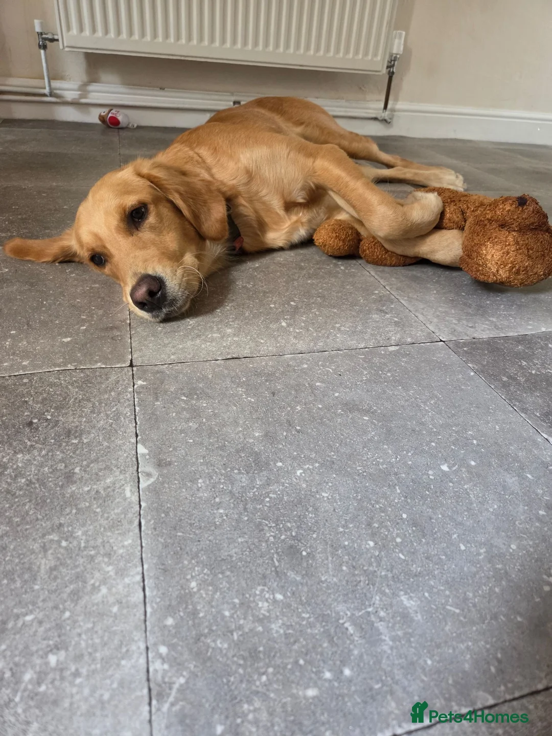 Golden Retriever dogs for sale: Golden retriver female  - Advert 1