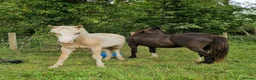 Welsh Section D horses for sale: Palomino Welsh pb colt  - Advert 4