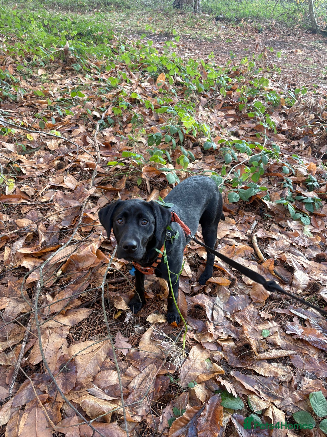 Labrador Retriever dogs for sale: Beautiful 7 month old Labrador  - Advert 2