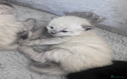 Siberian cats for sale: Full Siberian Litter. Quick sales before holiday - Image 21