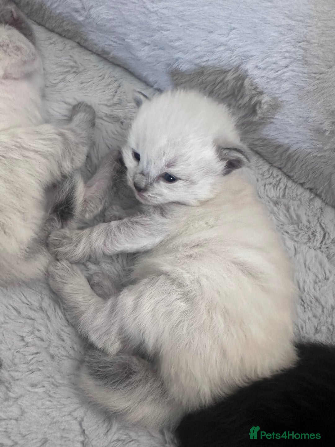 Siberian cats for sale: Full Siberian Litter. Quick sales before holiday - Image 21