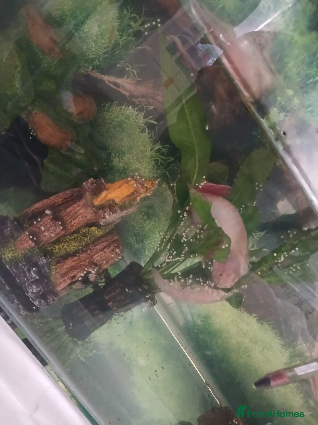Axolotl reptiles for sale: Axolotyl eggs in Hartlepool - Advert 2