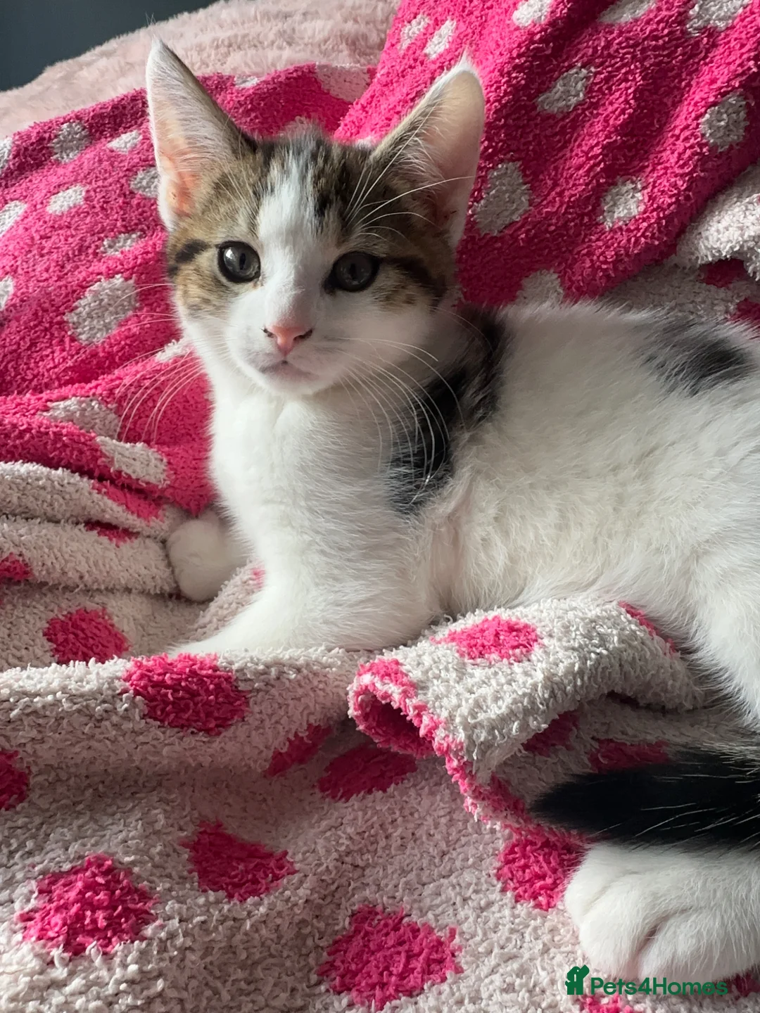 Mixed Breed cats for sale: 3 Lovely kittens for sale  - Advert 2