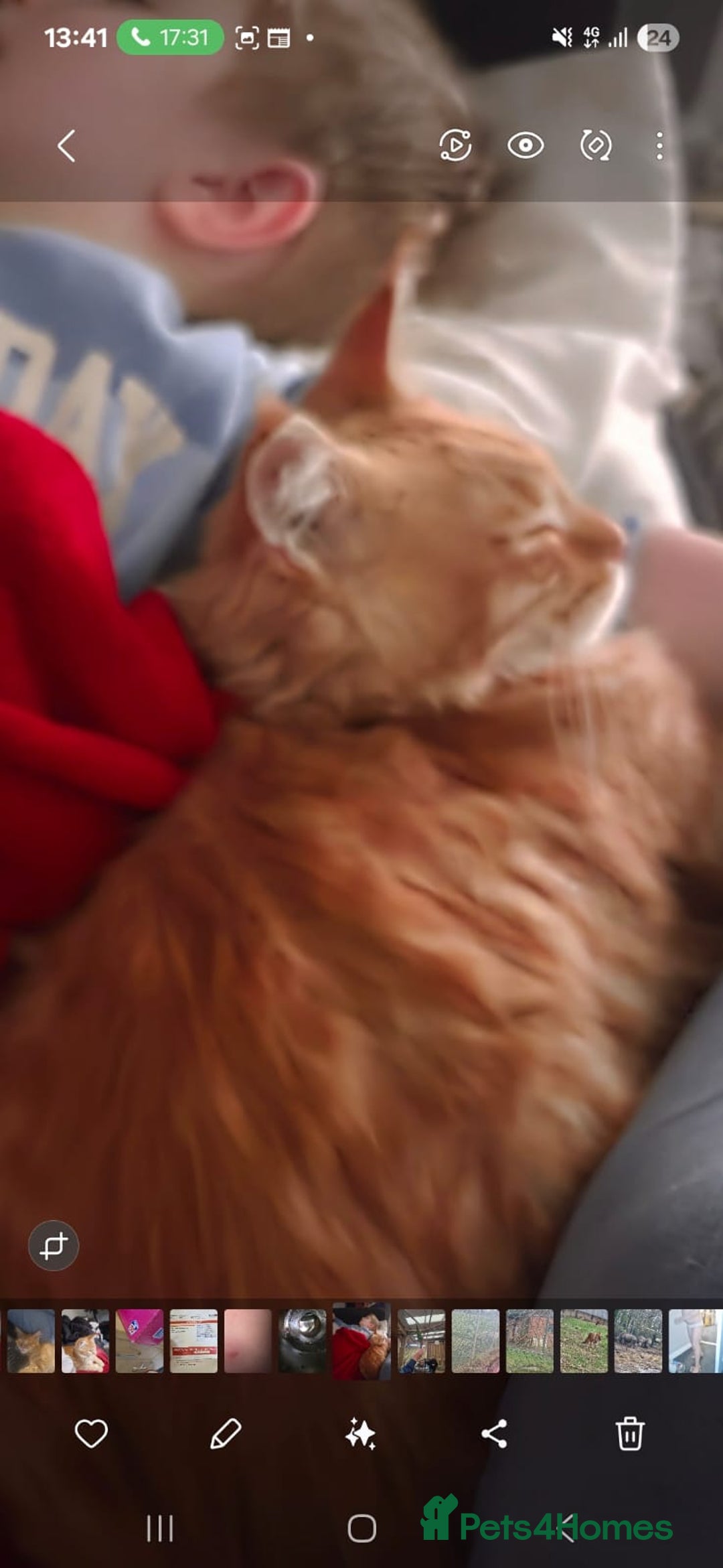 Maine Coon cats for sale: Maincoon  - Image 5