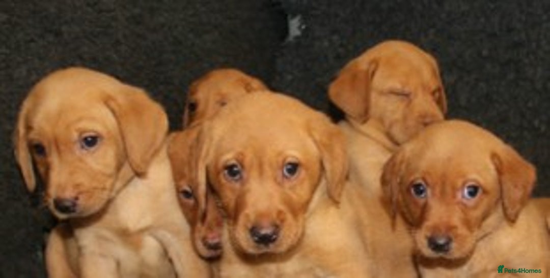 Labrador Retriever dogs for sale: Red Fox Labs : Health Checked-KC Reg-FTCH Pedigree - Image 5