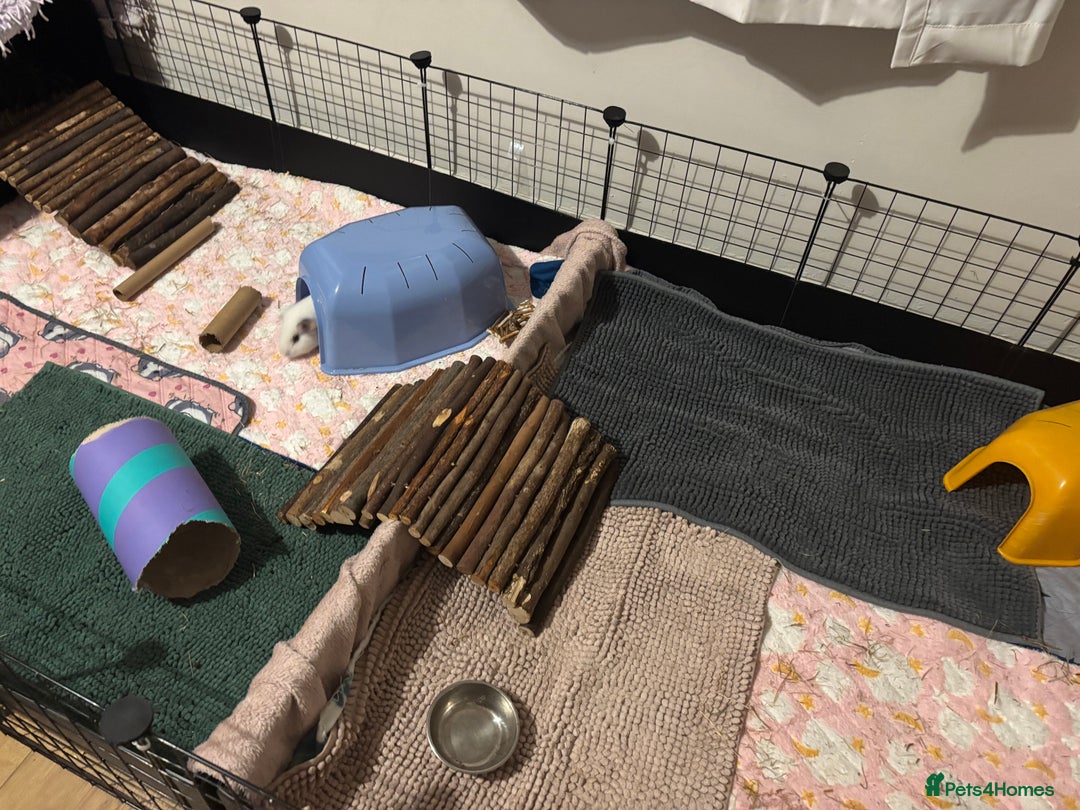 Guinea Pig rodents for sale: Four Guinea Pigs with Set Up and Accessories - Image 3