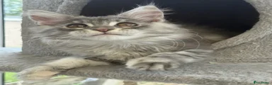 Maine Coon Kitten 5