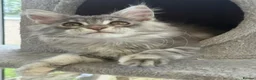 Maine Coon cats for sale: Outstanding TICA registered kittens - Advert 22