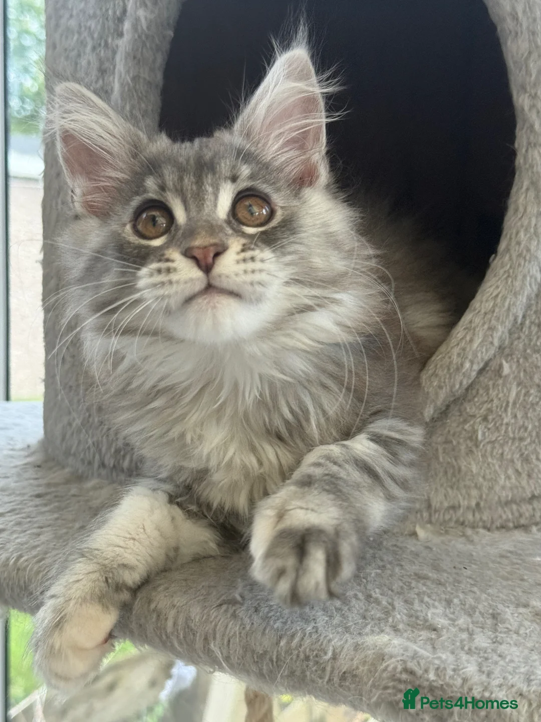 Maine Coon cats for sale: Outstanding TICA registered kittens - Advert 22