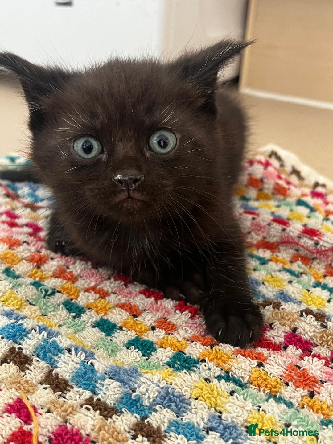 Mixed Breed cats for sale: Beautiful Maine Coone cross mix breed - Image 5