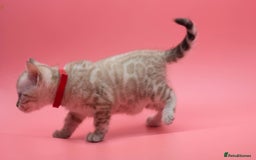 Bengal cats for sale: ✨ Snow Lynx Bengal Kittens – Ready to Reserve! ✨ - Image 9