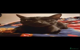 European cats for sale: Looking for a loving home for our cat - Image 3