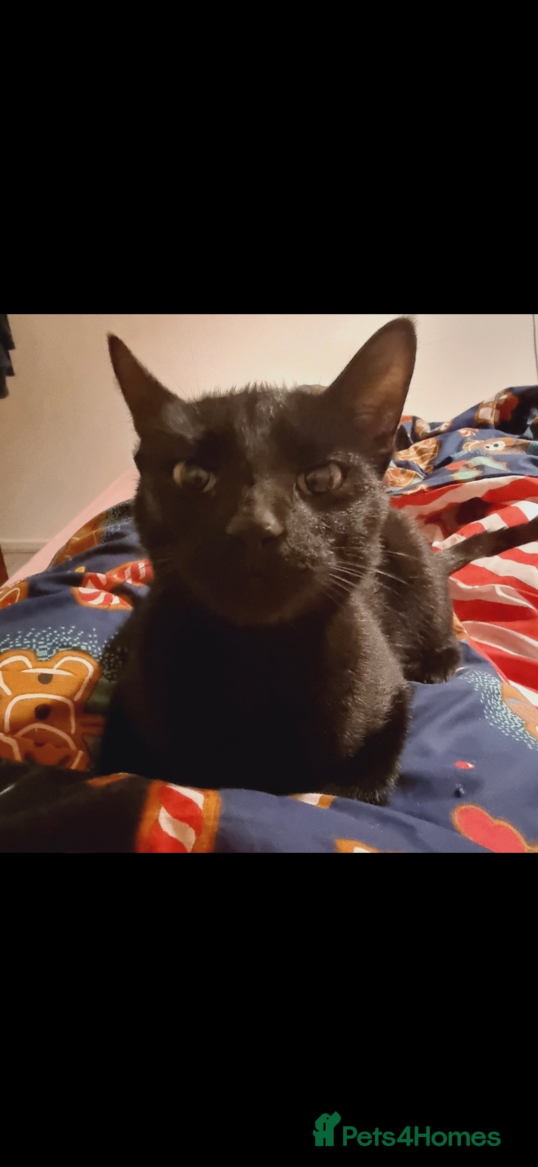 European cats for sale: Looking for a loving home for our cat - Image 3