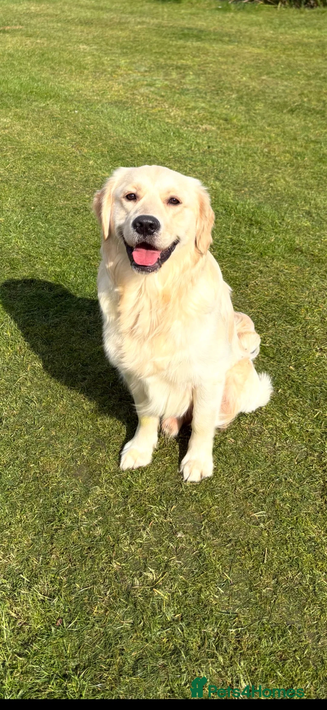 Golden Retriever dogs for sale: Beautiful KC Registered Golden Retriever Boy - Advert 5