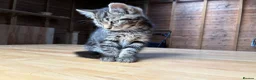 Domestic Shorthair cats for sale: 4 kittens for sale to loving home  - Advert 9