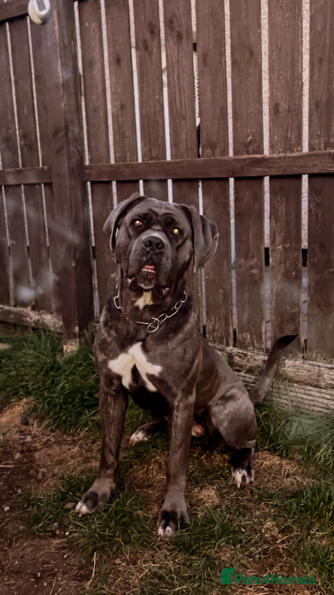 Cane Corso dogs Female cane corso - Advert 8