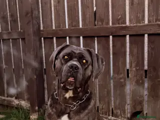 Cane Corso dogs Female cane corso - Advert 8