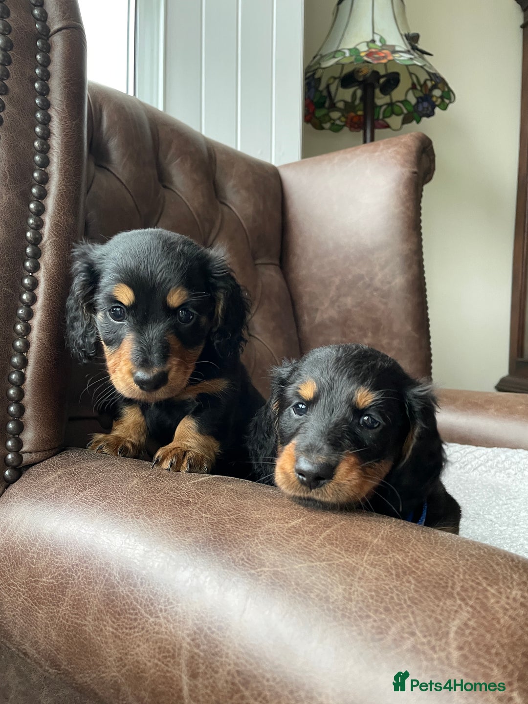 Miniature Dachshund dogs for sale: Miniature longhaired dachshund puppies   - Advert 1