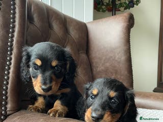 Miniature Dachshund dogs Miniature longhaired dachshund puppies - Advert 5