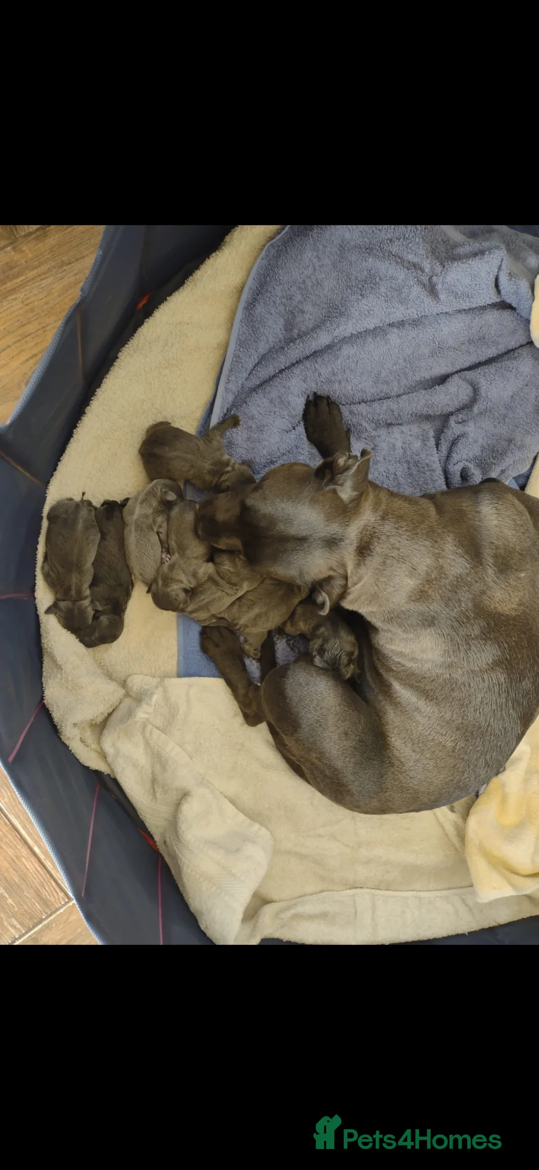 Staffordshire Bull Terrier dogs for stud: Blue Staffy For Stud proven KC  - Advert 15