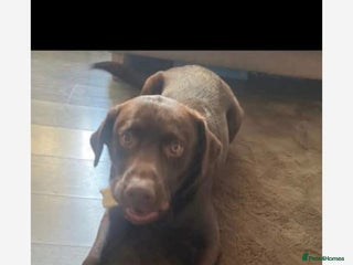 Labrador Retriever dogs Lovely male chocolate lab - Advert 4