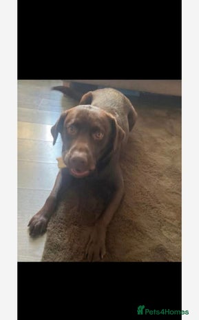 Labrador Retriever dogs Lovely male chocolate lab - Advert 2