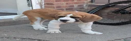 Saint Bernard dogs for sale: Handsome bari  - Advert 2