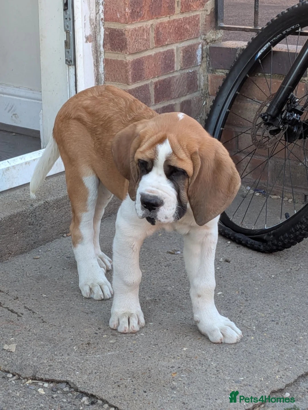 Saint Bernard dogs for sale: Handsome bari  - Advert 2