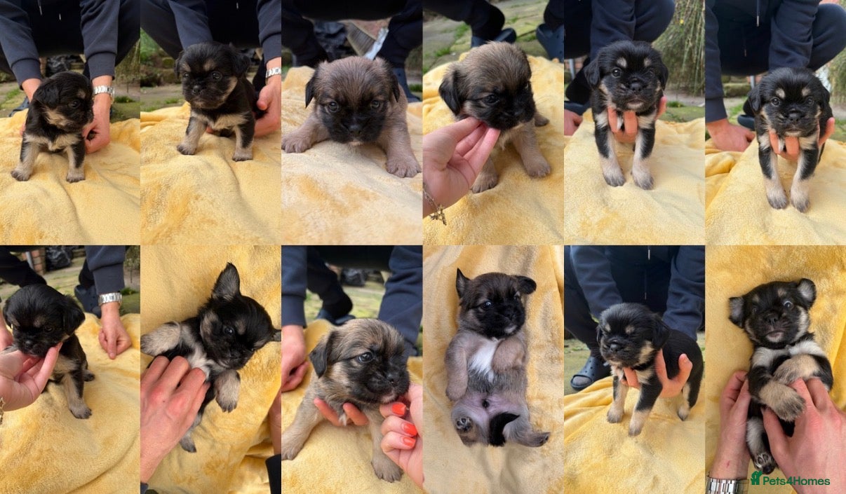 Mixed Breed dogs Gorgeous shit zhu x long hair pug pups - Advert 12