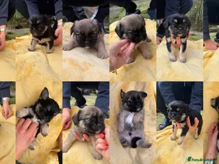 Mixed Breed dogs Gorgeous shit zhu x long hair pug pups - Advert 12