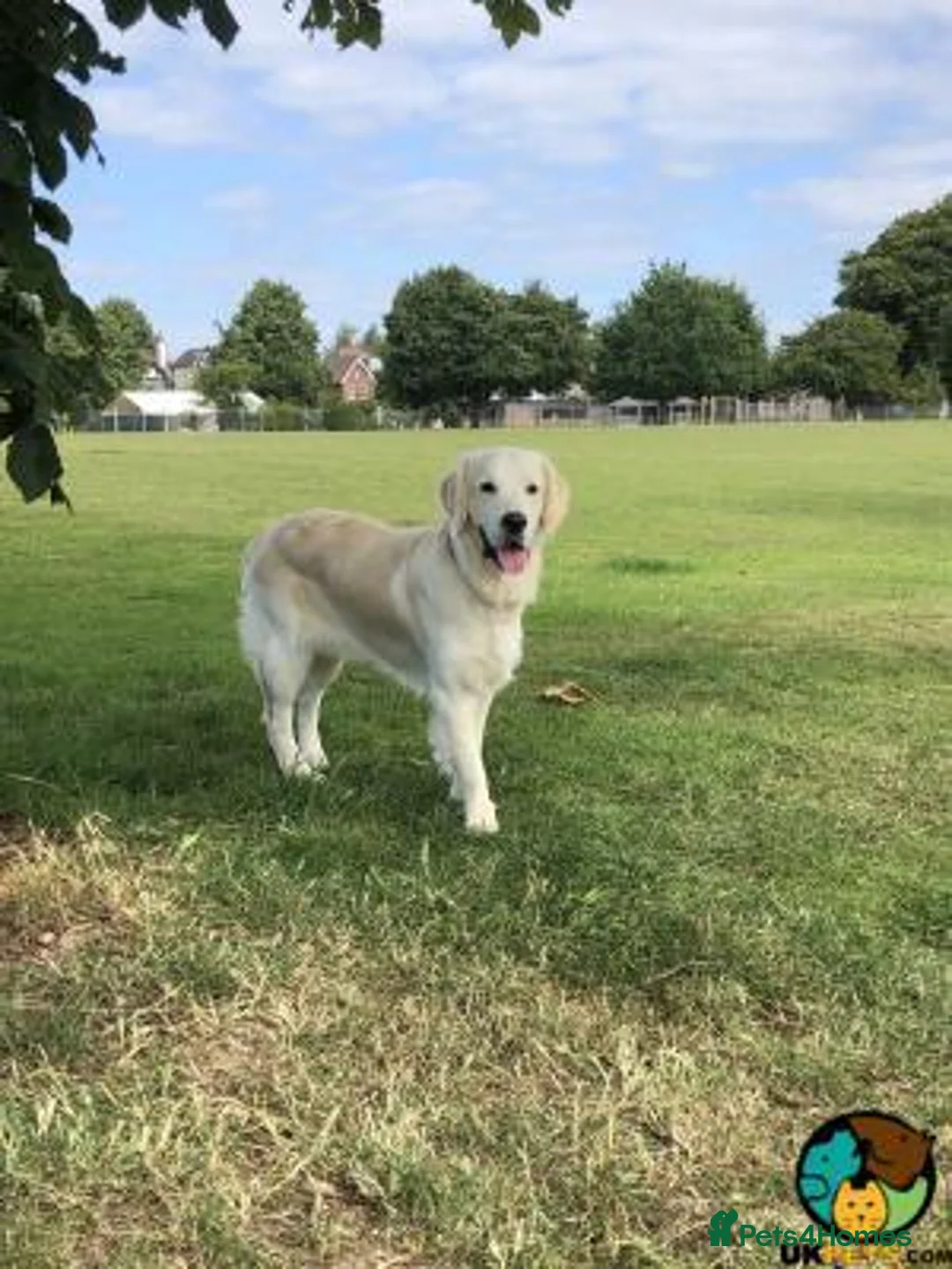 Golden Retriever dogs for sale: forever home needed for my beautiful boy in Edinburgh - Advert 2